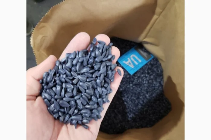 Соняшник під гранстар гібрид - УРБАН OR7(110дн)- фото № 1