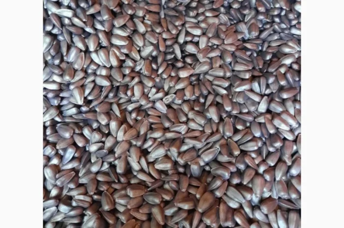 Соняшник під гранстар гібрид - УРБАН OR7(110дн)- фото № 2