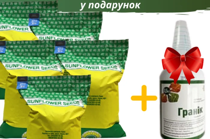 Соняшник під гранстар гібрид - УРБАН OR7(110дн)- фото № 7