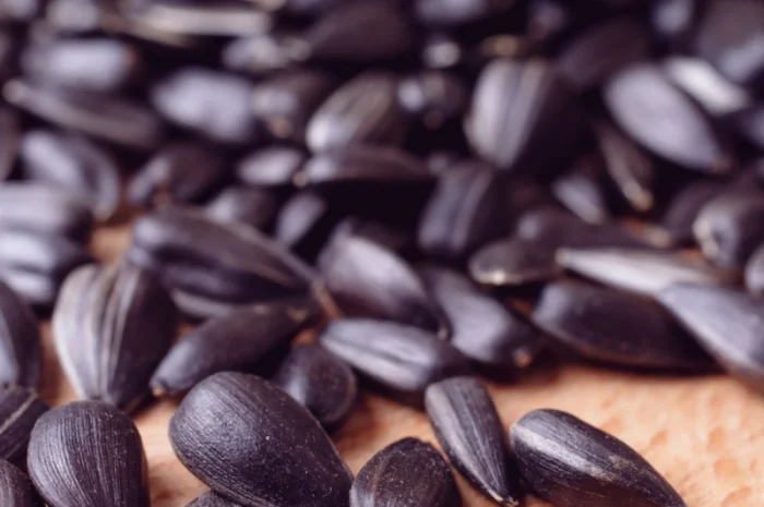 Насіння СОНЯШНИКА за цінами від виробника- фото № 10