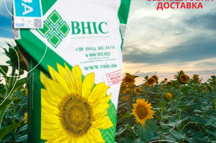 Насіння СОНЯШНИКА за цінами від виробника- фото № 3