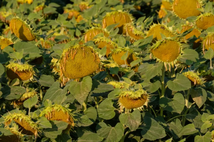 КАРАТ - насіння соняшника- фото № 4