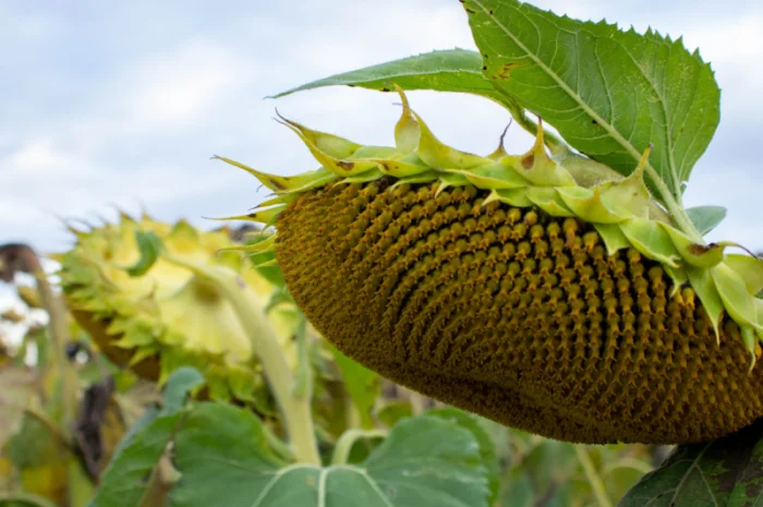 КАРАТ - насіння соняшника- фото № 5