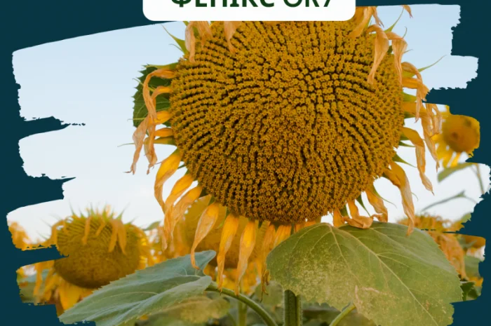 ФЕНІКС OR7- фото № 5