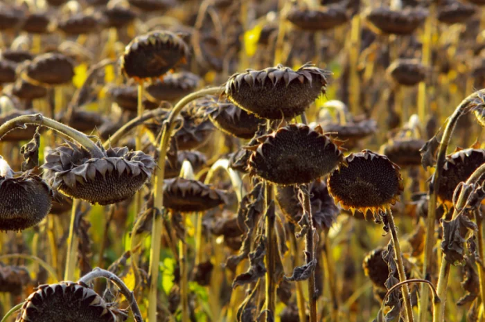 Соняшник- фото № 4