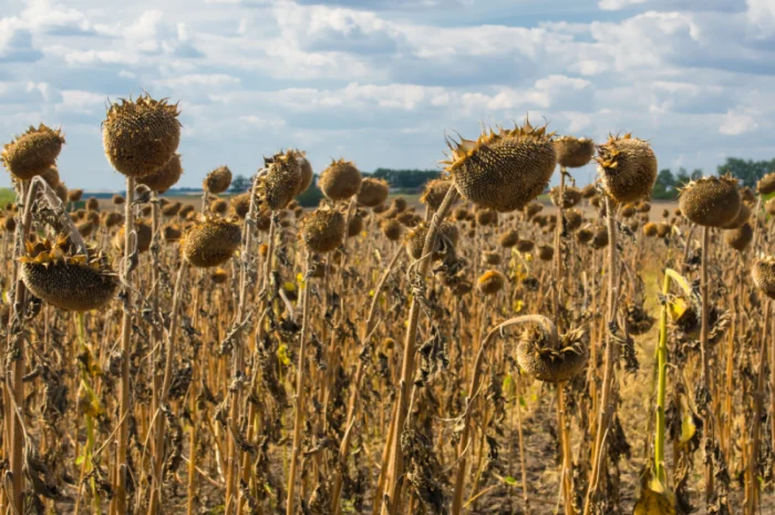 Соняшник- фото № 5
