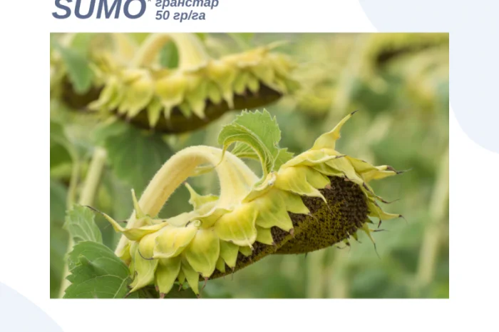 НЕЙМАР OR7" НАСІННЯ ГІБРИДУ СОНЯШНИКА- фото № 1