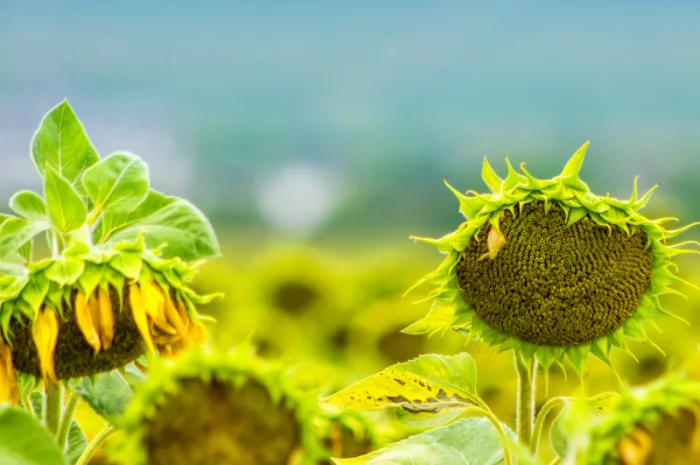 НЕЙМАР OR7" НАСІННЯ ГІБРИДУ СОНЯШНИКА- фото № 5