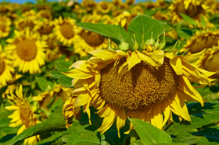 НЕЙМАР OR7" НАСІННЯ ГІБРИДУ СОНЯШНИКА- фото № 6