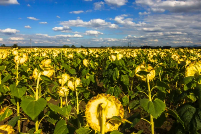 НЕЙМАР OR7" НАСІННЯ ГІБРИДУ СОНЯШНИКА- фото № 7