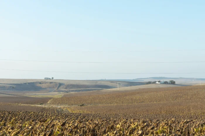 Посівний матерал соняшника- фото № 5