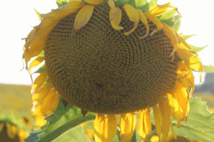 Акція! Насіння соняшника- фото № 4