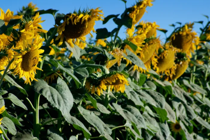 Акція! Насіння соняшника- фото № 5