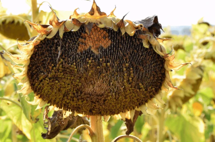 Акція! Насіння соняшника- фото № 6