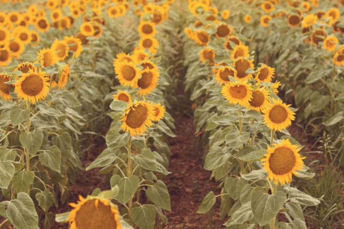 Насіння соняшника НС Х 8005 (Експрес- фото № 4