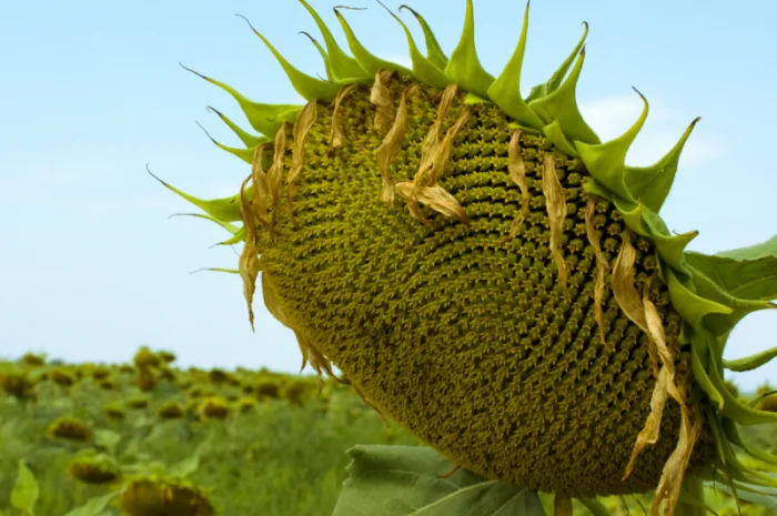 Насіння соняшника НС Х 8005 (Експрес- фото № 5