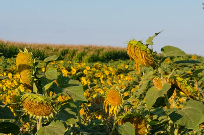 Акція !!! Насіння соняшника толерантний до гранстару + гербіцид у подарунок- фото № 11