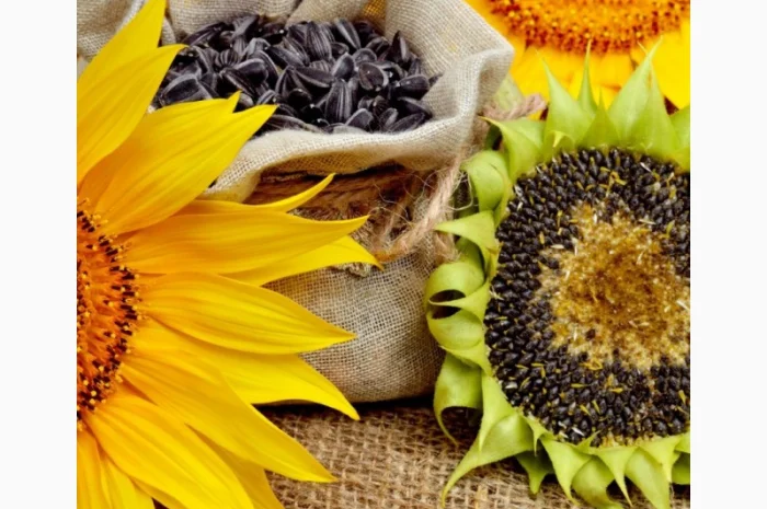 Акція !!! Насіння соняшника толерантний до гранстару + гербіцид у подарунок- фото № 2