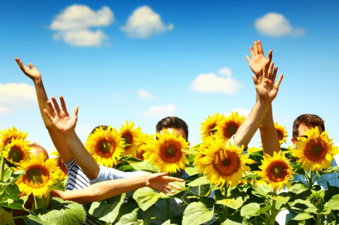 Акція !!! Насіння соняшника толерантний до гранстару + гербіцид у подарунок- фото № 7