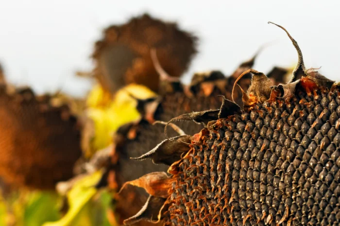 Акція !!! Насіння соняшника толерантний до гранстару + гербіцид у подарунок- фото № 8