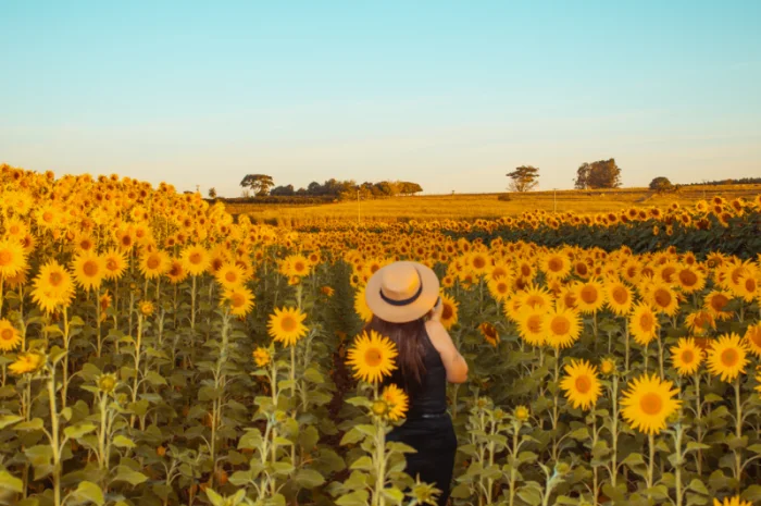 Акція !!! Насіння соняшника толерантний до гранстару + гербіцид у подарунок- фото № 9