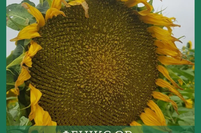 Насіння соняшника гібрид ФЕНІКС OR7+- фото № 1