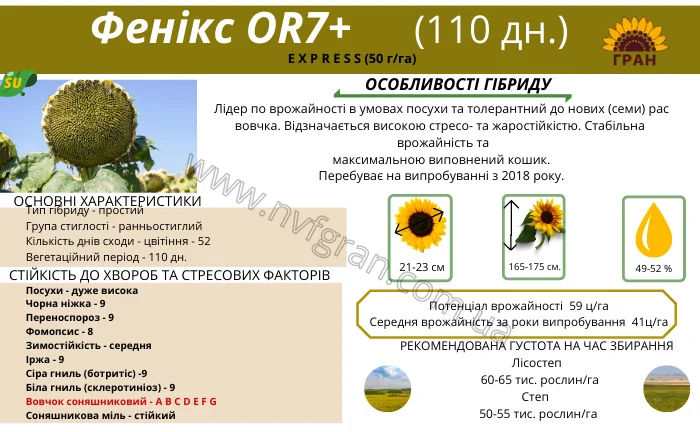 Насіння соняшника гібрид ФЕНІКС OR7+- фото № 2