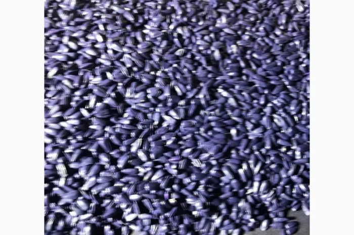 Насіння соняшника гібрид ФЕНІКС OR7+, Україна. Під гранстар 50 гр- фото № 4