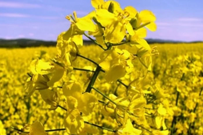 Насіння ЯРОГО ріпака гібрид Раудіс (РС)- фото № 1