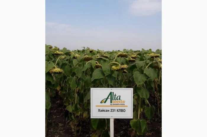 Подсолнечник Хайсан 231, 232 КЛВО (высокоолеиновый) Альта Сидс- фото № 1