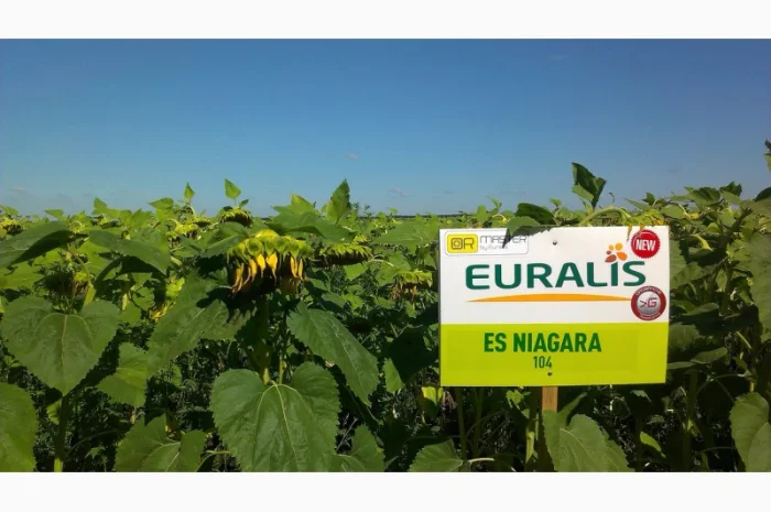 ЕС НИАГАРА гибрид подсолнечника продам- фото № 1