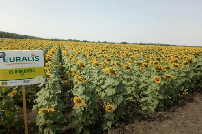ЕС РОМАНТИК гибрид подсолнечника- фото № 1