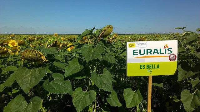 ЕС БЕЛЛА гибрид подсолнечника продам- фото № 1