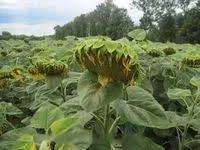 Солтан(Гранстар) гибрид подсолнечника- фото № 1