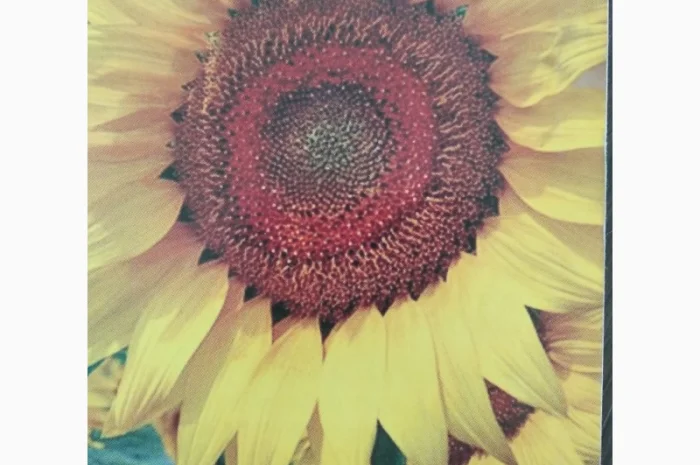 Сирокко QR7 подсолнечник- фото № 1