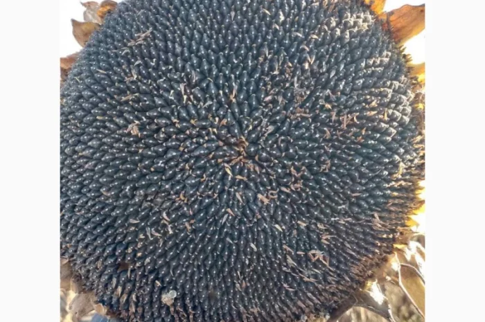 Насіннєва компанія "Демаркус" має в наявності гібриди соняшнику- фото № 2