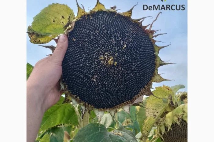 Насіннєва компанія "Демаркус" має в наявності гібриди соняшнику- фото № 5
