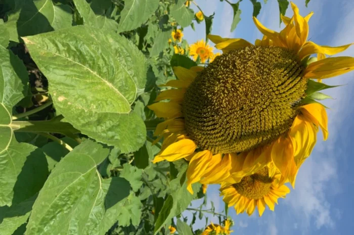 Продам насіннєвий кондитерський соняшник Джин- фото № 1