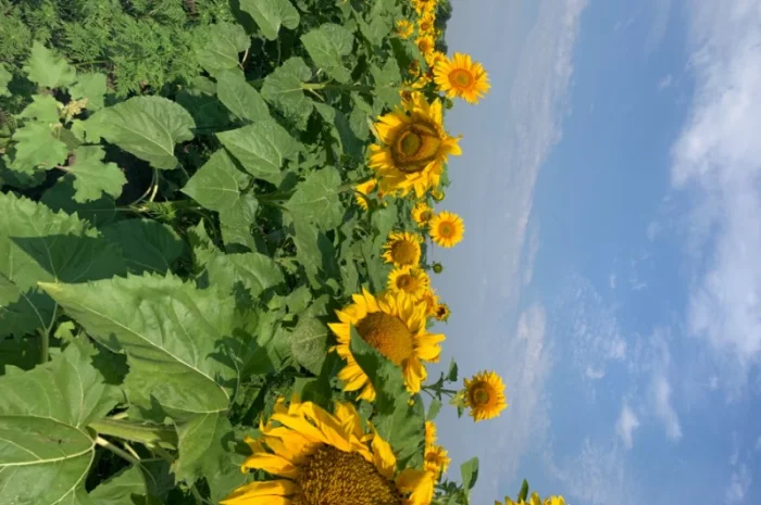 Продам насіннєвий кондитерський соняшник Джин- фото № 2