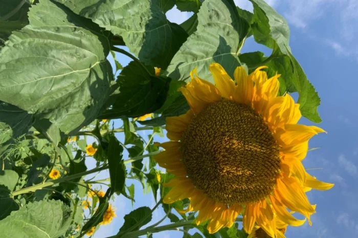 Продам насіннєвий кондитерський соняшник Джин- фото № 3