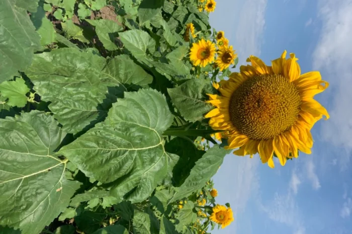 Продам насіннєвий кондитерський соняшник Джин- фото № 4