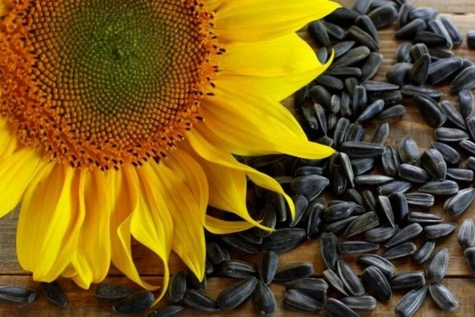 Куплю соняшник- фото № 1