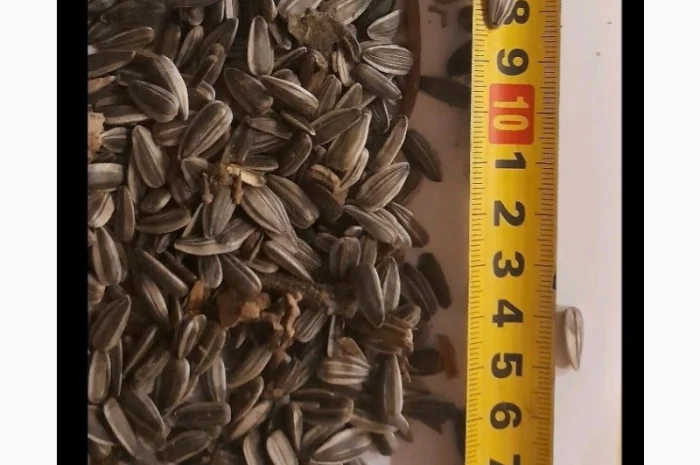 Насіння соняшнику (сіре смугасте, гібрид Badjer)- фото № 1