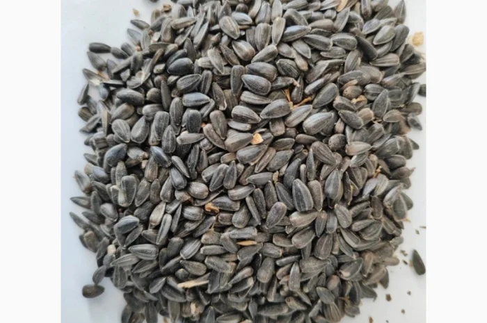 Продам подсолнух- фото № 1