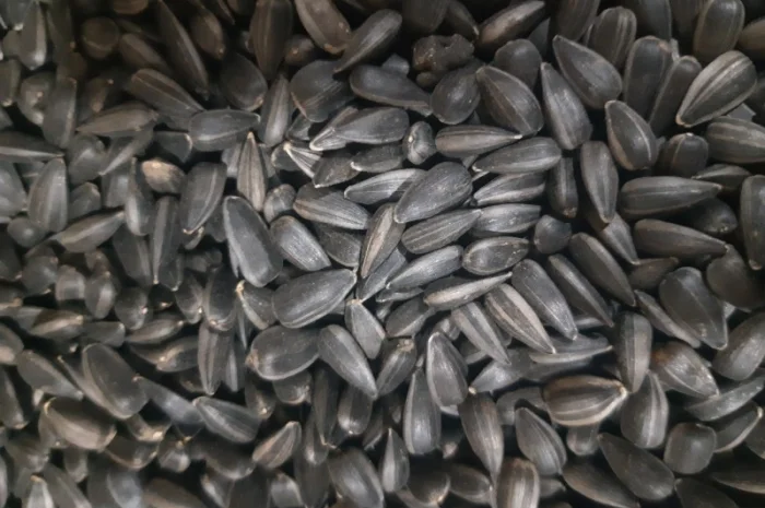 Семечки подсолнечника для жарки опт розница, Черкасская обл- фото № 1
