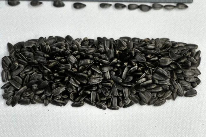 Продам соняшник кондитерській- фото № 1