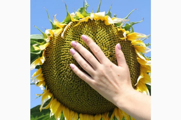 Насіння соняшнику гібрид ФЛОКІ (насіння соняшника під гранстар)- фото № 1