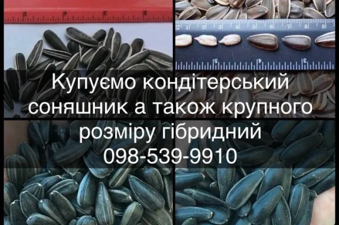 Закуповуємо кондитерський соняшник а також КРУПНОГО розміру гібридний полосатий та чорний- фото № 1