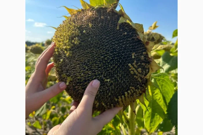 МАСТАК соняшник- фото № 2