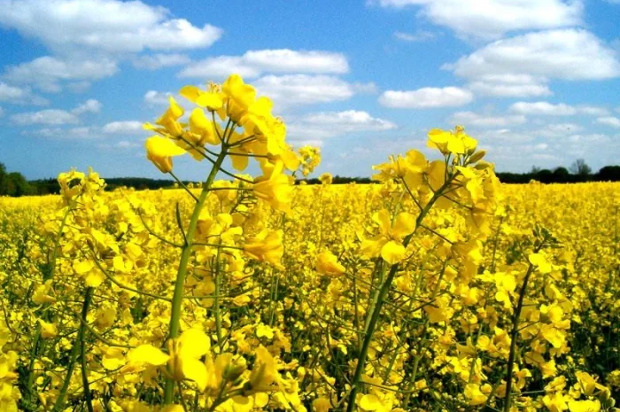 Купую рапс НАЛ/БН з доставкою- фото № 1